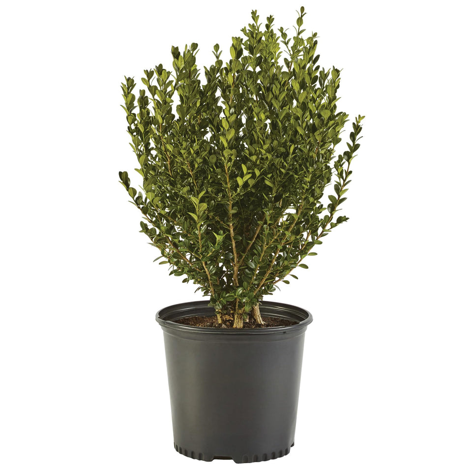Generic Boxwood Wintergreen leaf detail for dense evergreen color