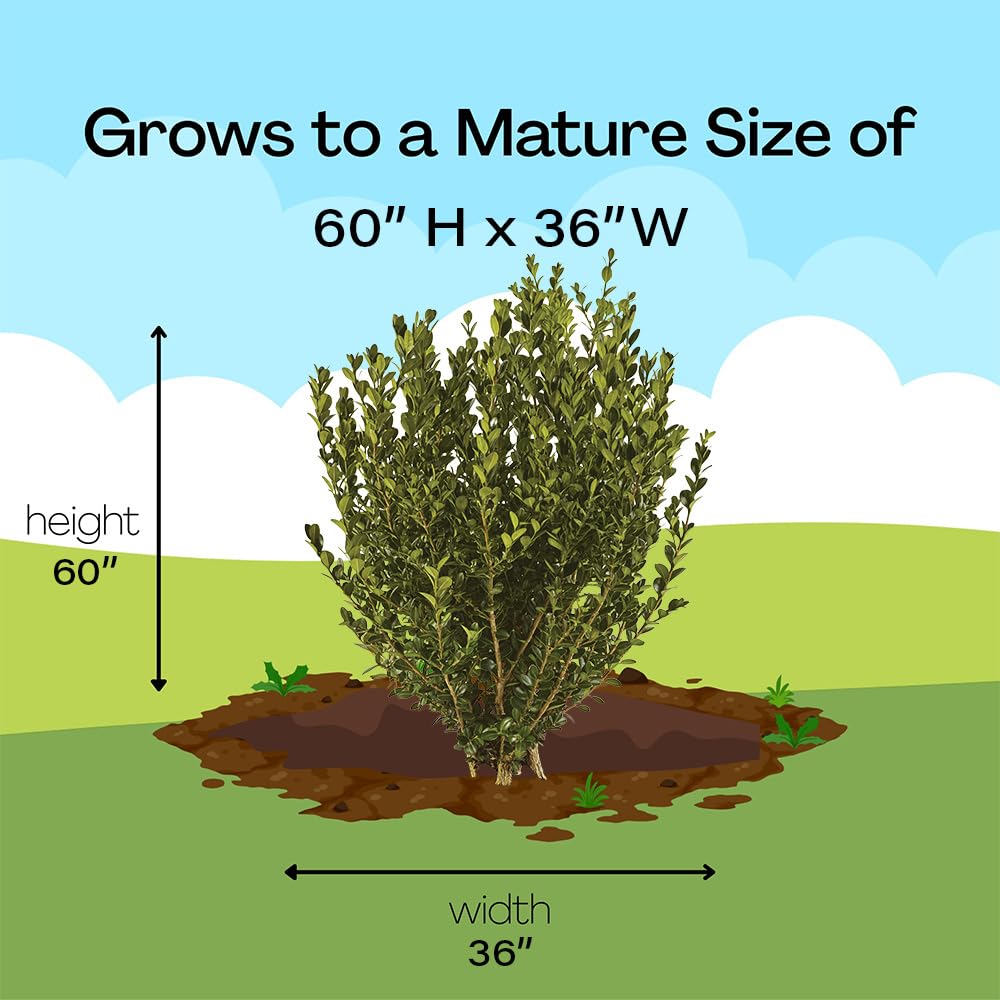 Generic Boxwood Wintergreen lush-green shrub for borders and containers