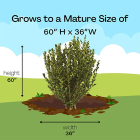 Generic Boxwood Wintergreen lush-green shrub for borders and containers