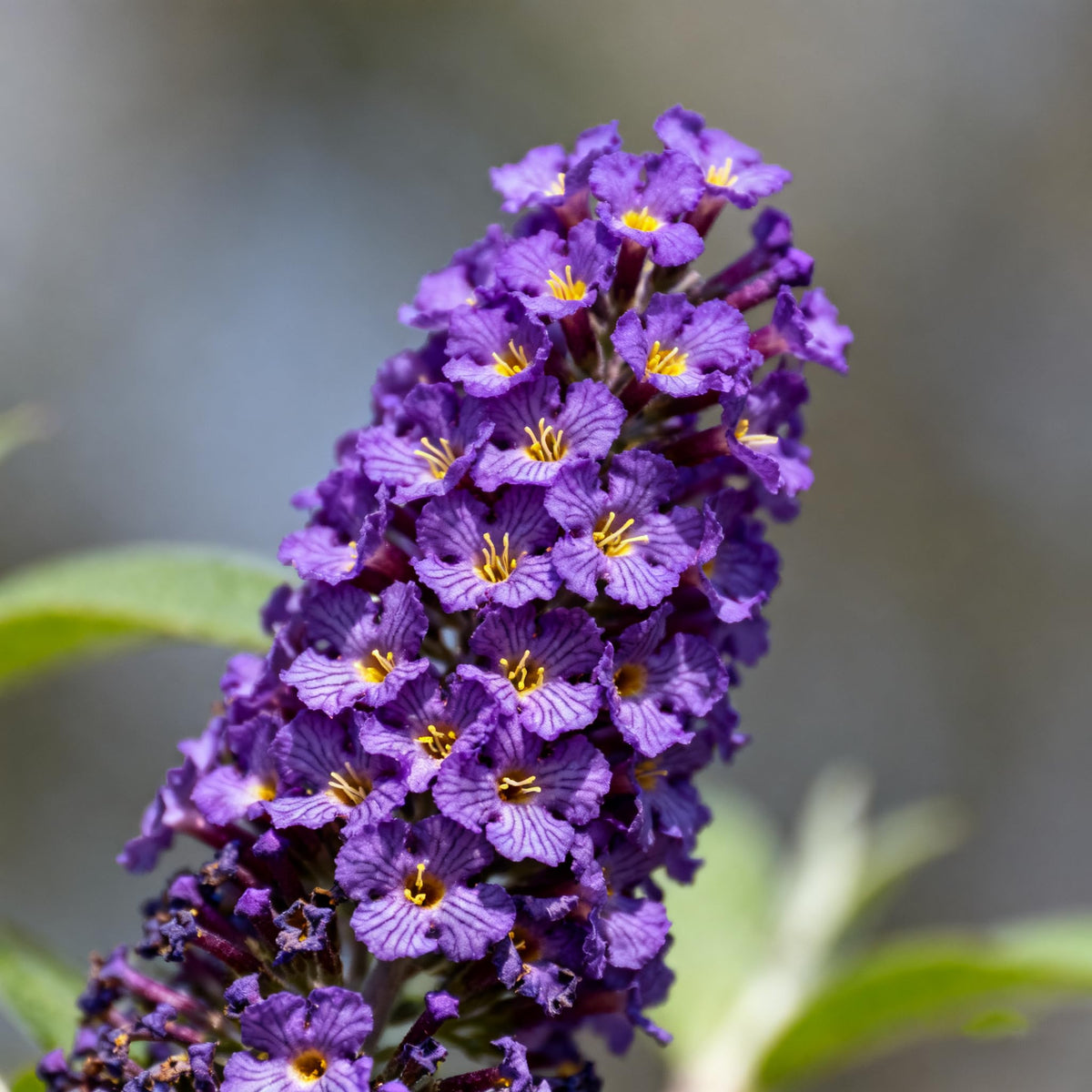 Generic Buddleja seeds—heirloom non-GMO for vibrant summer display