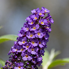 Generic Buddleja seeds—heirloom non-GMO for vibrant summer display