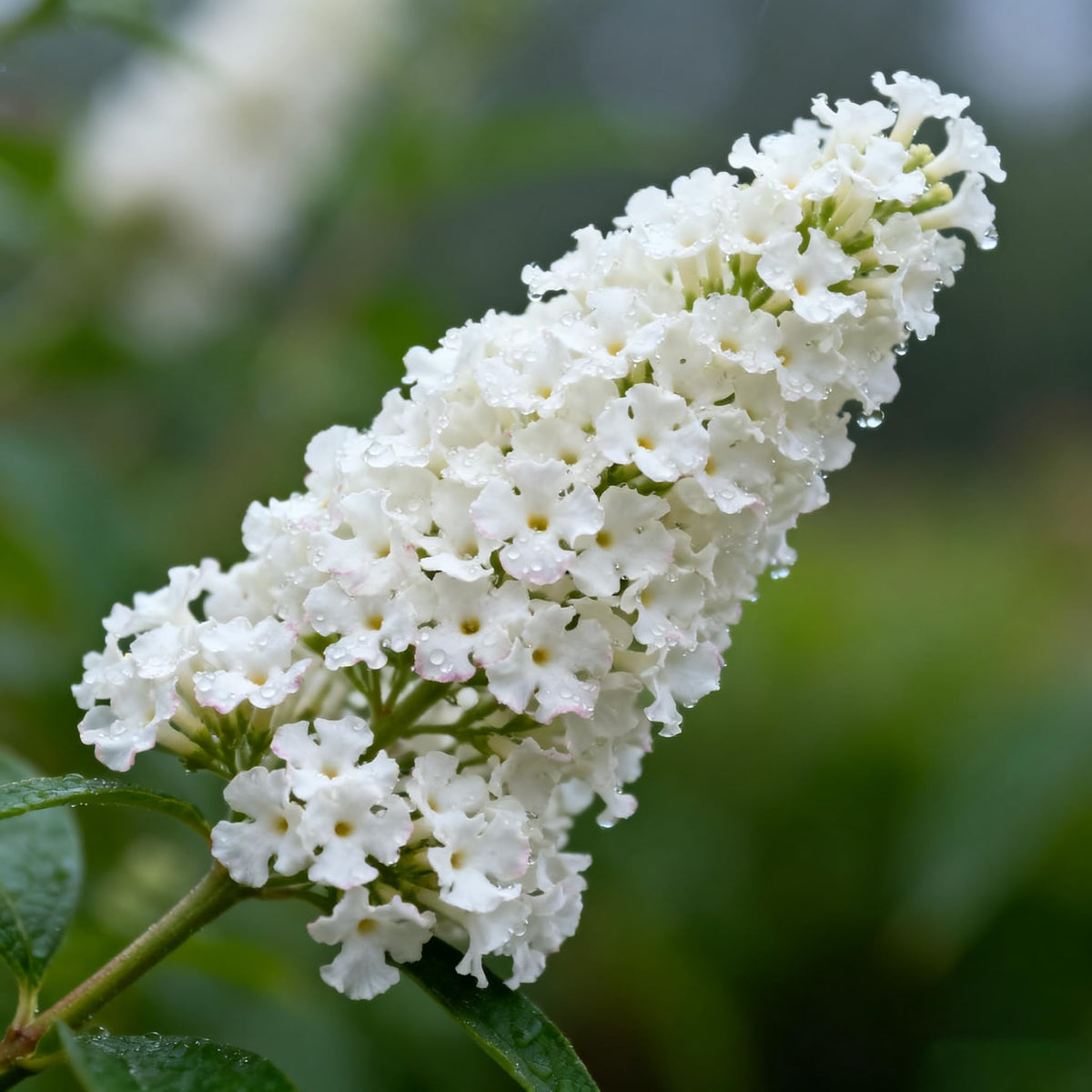 Generic Buddleja seeds long bloom from early summer through autumn
