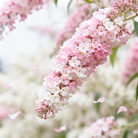 Generic butterfly-bush seeds extended flowering with regular deadheading
