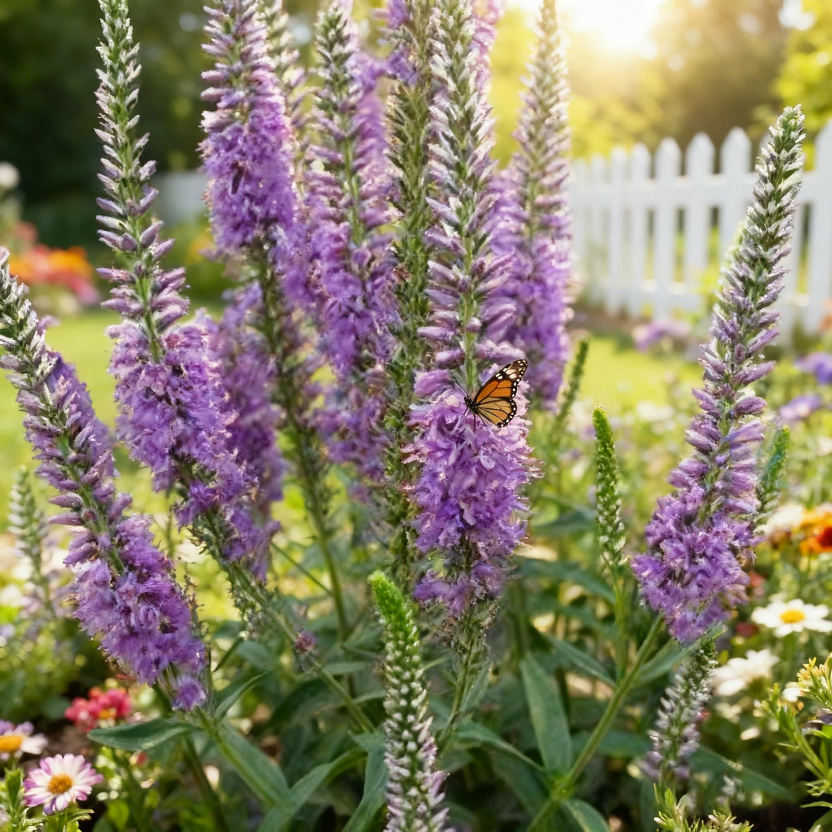 Generic butterfly-bush seeds fast-growing shrub for tall, lush borders