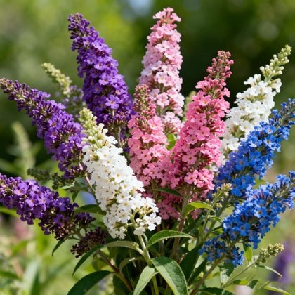 Generic butterfly bush seeds with mixed-color blooms for pollinator gardens