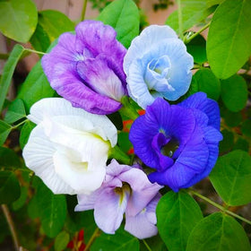 Generic Butterfly Pea Blue Flower closeup with vibrant blooms