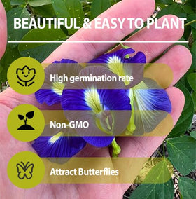 Generic Butterfly Pea Garden Setup on trellis enhances outdoor color