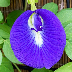 Generic Butterfly Pea Seeds closeup showing seeds ready for direct sowing