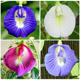 Generic Butterfly Pea Seeds pack front for sunny garden planting