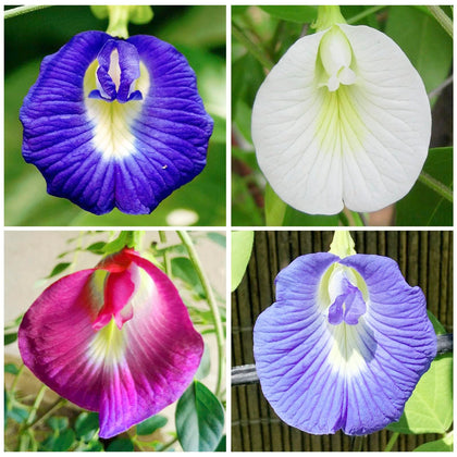 Generic Butterfly Pea Seeds pack front for sunny garden planting