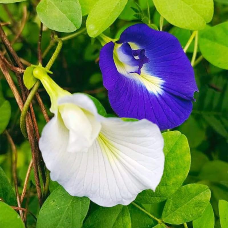 Generic Butterfly Pea Vine on Trellis promoting vertical gardening