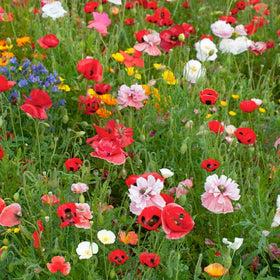 Generic California poppies in bloom with diverse colors for year-round color in beds