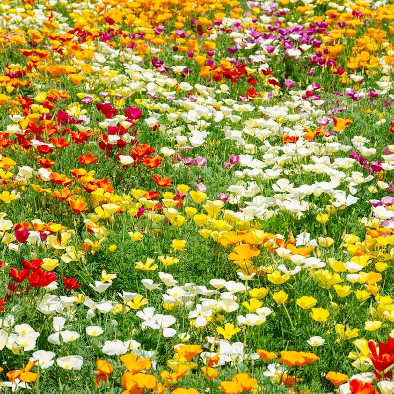 Generic California poppy seeds mix ready for cut flower arrangements.