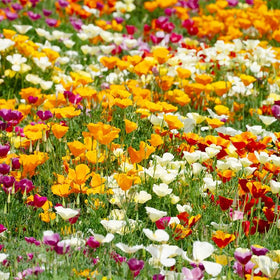 Generic California poppy seeds mix ready for direct sowing after frost.