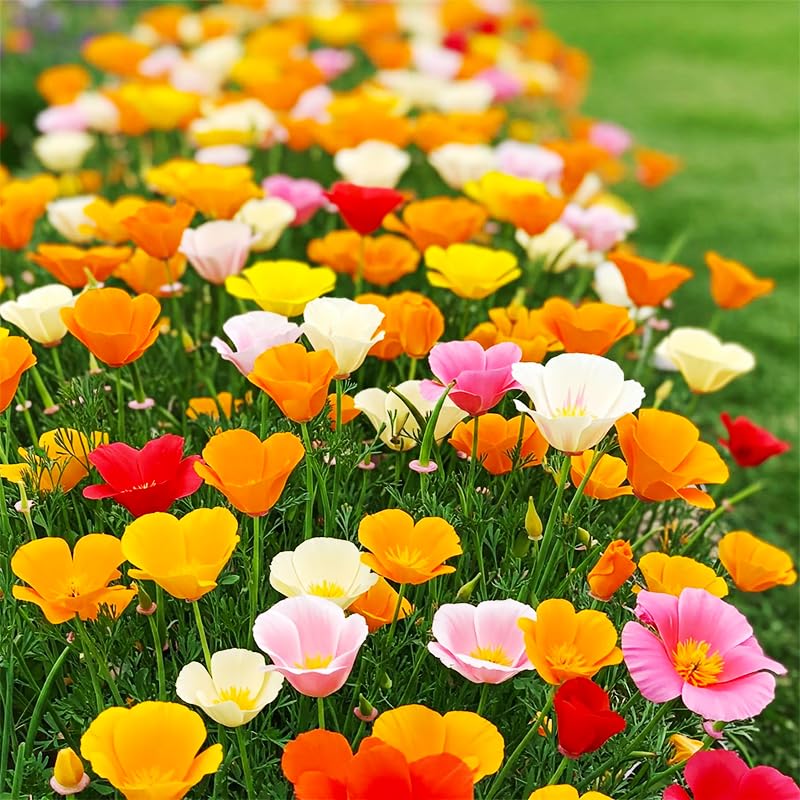Generic California poppy seeds mix garden-border view highlights height and color.