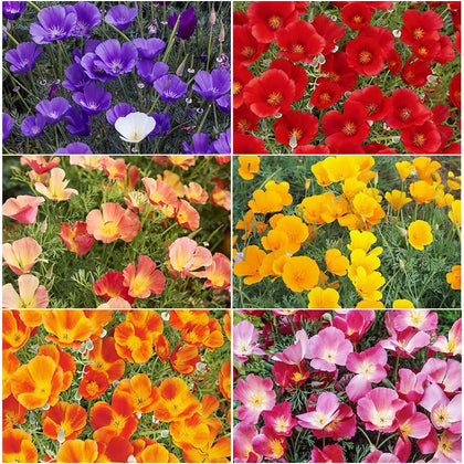 Generic California poppy seeds mix packshot showing vibrant colors for home gardens.