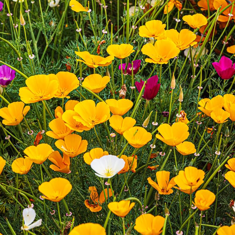 Generic California poppy seeds mix in sunlit bed attracts pollinators.