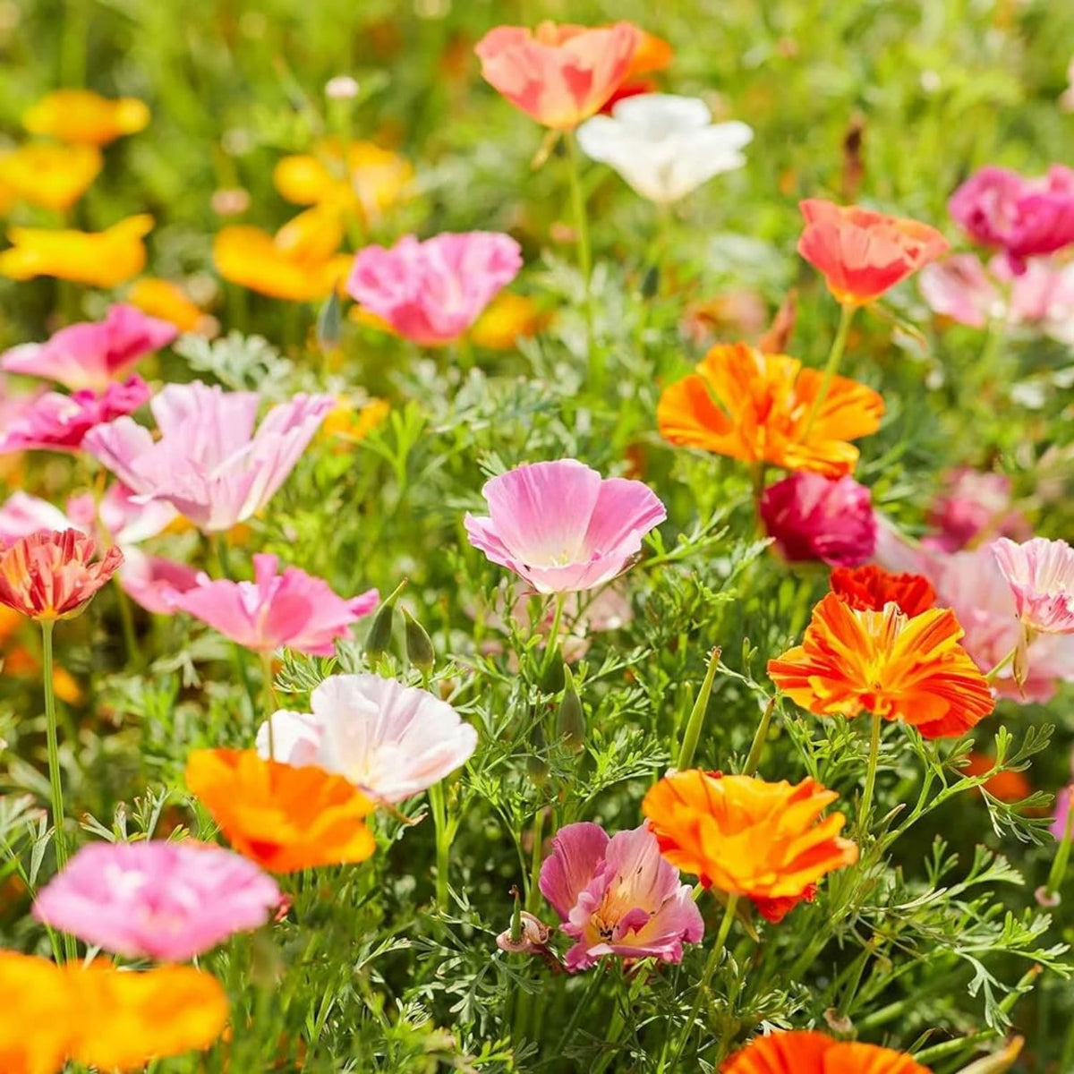 Generic California poppy seeds sown in a garden bed for spring planting