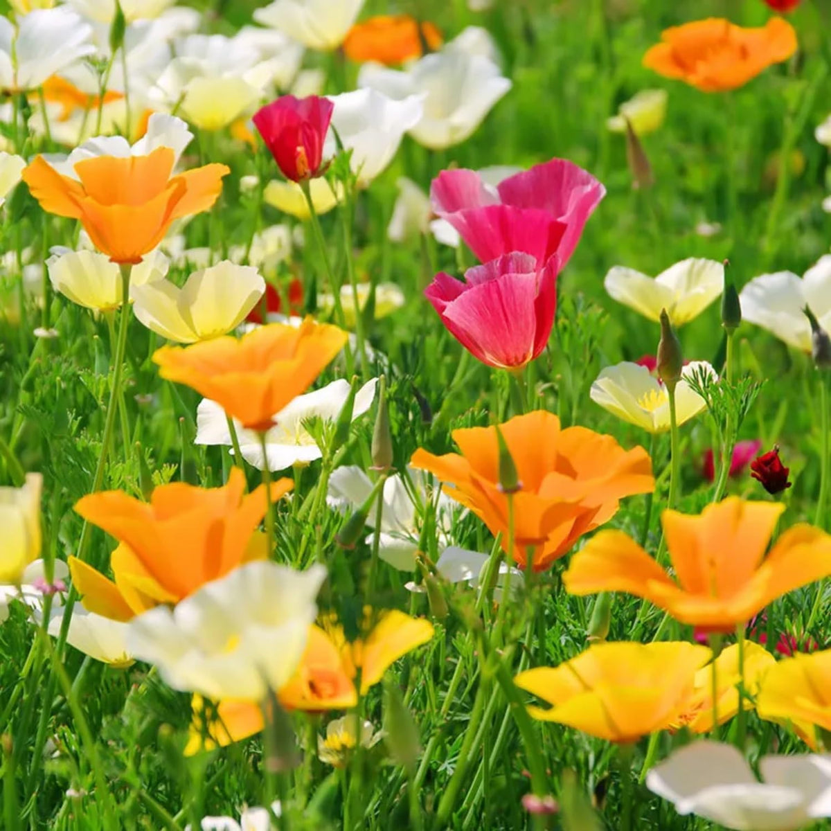 Generic poppy seedlings emerging in soil showing promising growth for a vibrant border