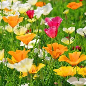 Generic poppy seedlings emerging in soil showing promising growth for a vibrant border