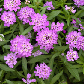 Generic Candytuft border definition enhances garden borders with soft floral edges