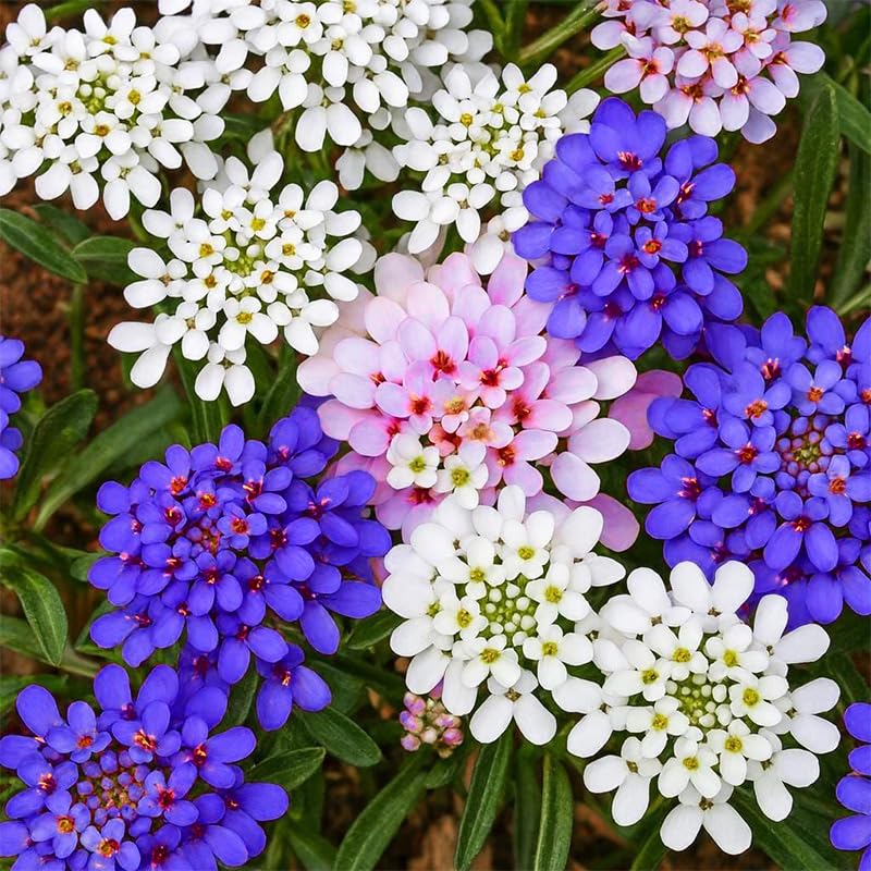 Generic Candytuft carpet display blooming in clusters along borders