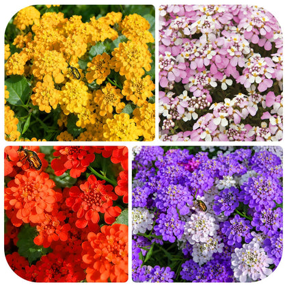 Generic Candytuft seeds form dense clumps for a low-growing garden carpet