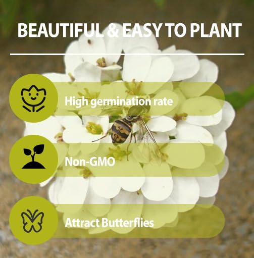 Generic Candytuft grows in full sun, thriving in temperate climates for containers or beds