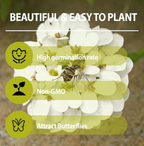 Generic Candytuft grows in full sun, thriving in temperate climates for containers or beds