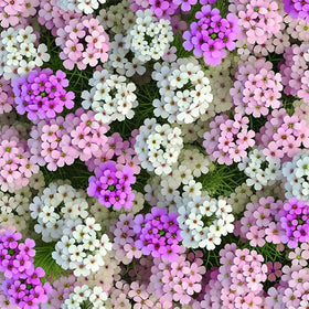 Generic Candytuft long blooming period sustains garden color through summer