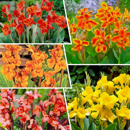 Generic Canna Lily Seeds mixed colors bloom close-up for vibrant garden color