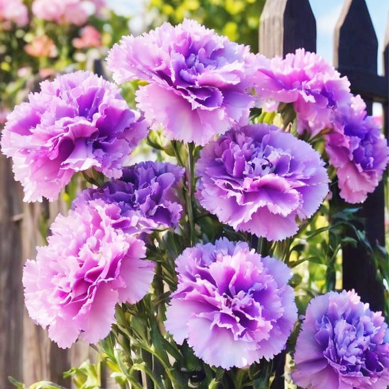 Generic carnation-cut-flowers-still-life-bouquet: add elegant vase-ready stems with lasting freshness.