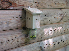 Generic Carpenter Bee Hole Repair Corks in a 100-pack for broad exterior use.