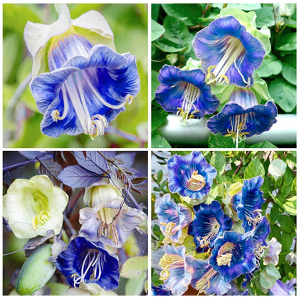 Generic Cathedral Bells mixed-color bloom closeup showing vibrant petals and garden appeal