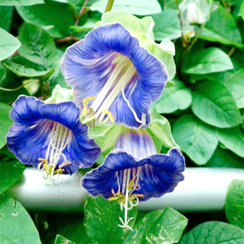 Generic Cathedral Bells seeds ready to plant for a colorful perennial display