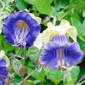Generic Cathedral Bells mixed-color sunlit garden bloom attracting pollinators