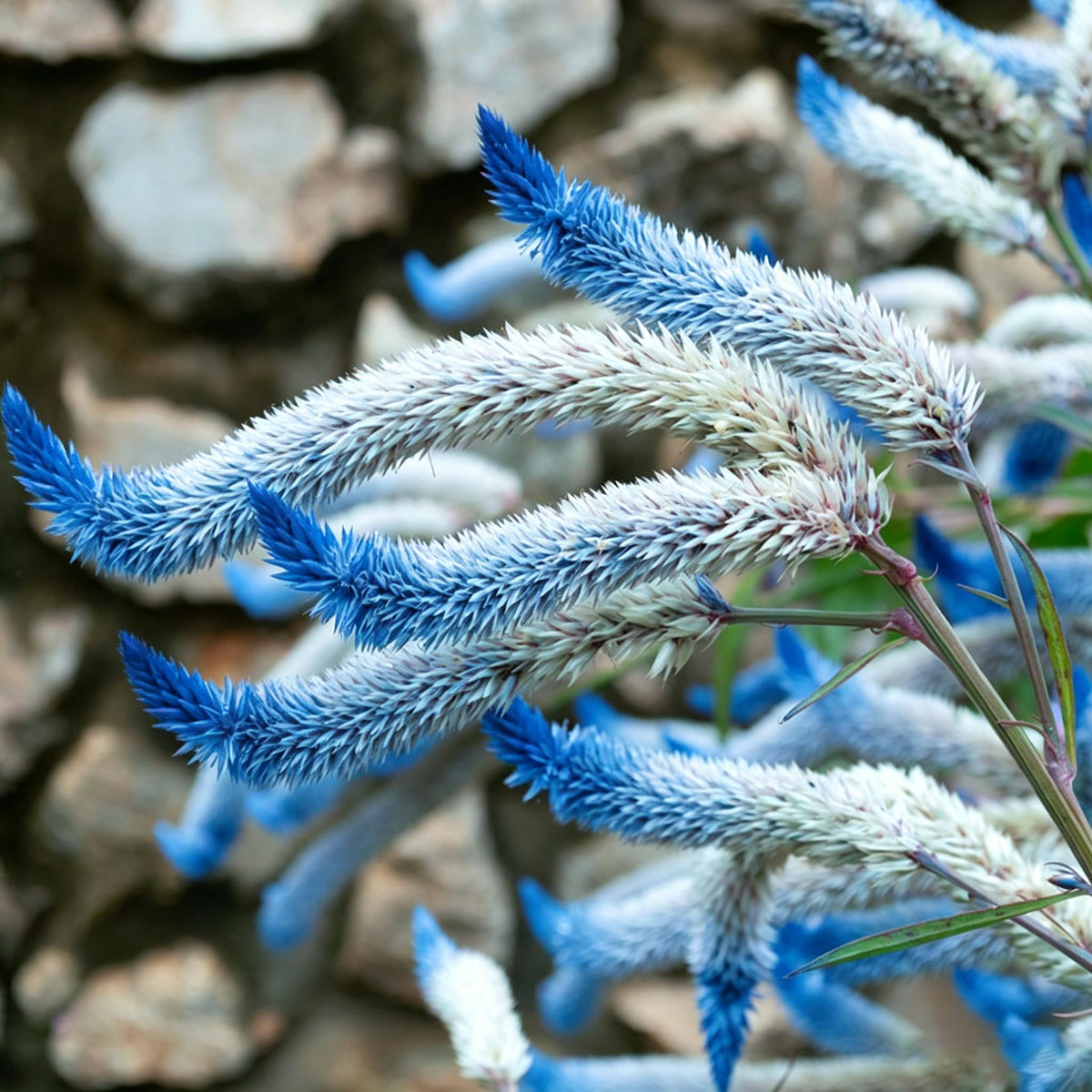 Generic Celosia seeds are easy to direct-sow in all zones.