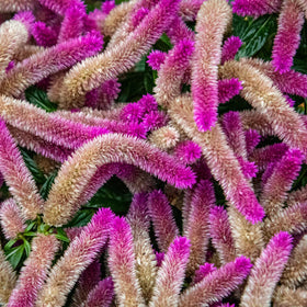 Generic Celosia seeds thrive with easy growth from seed in sunlit beds.