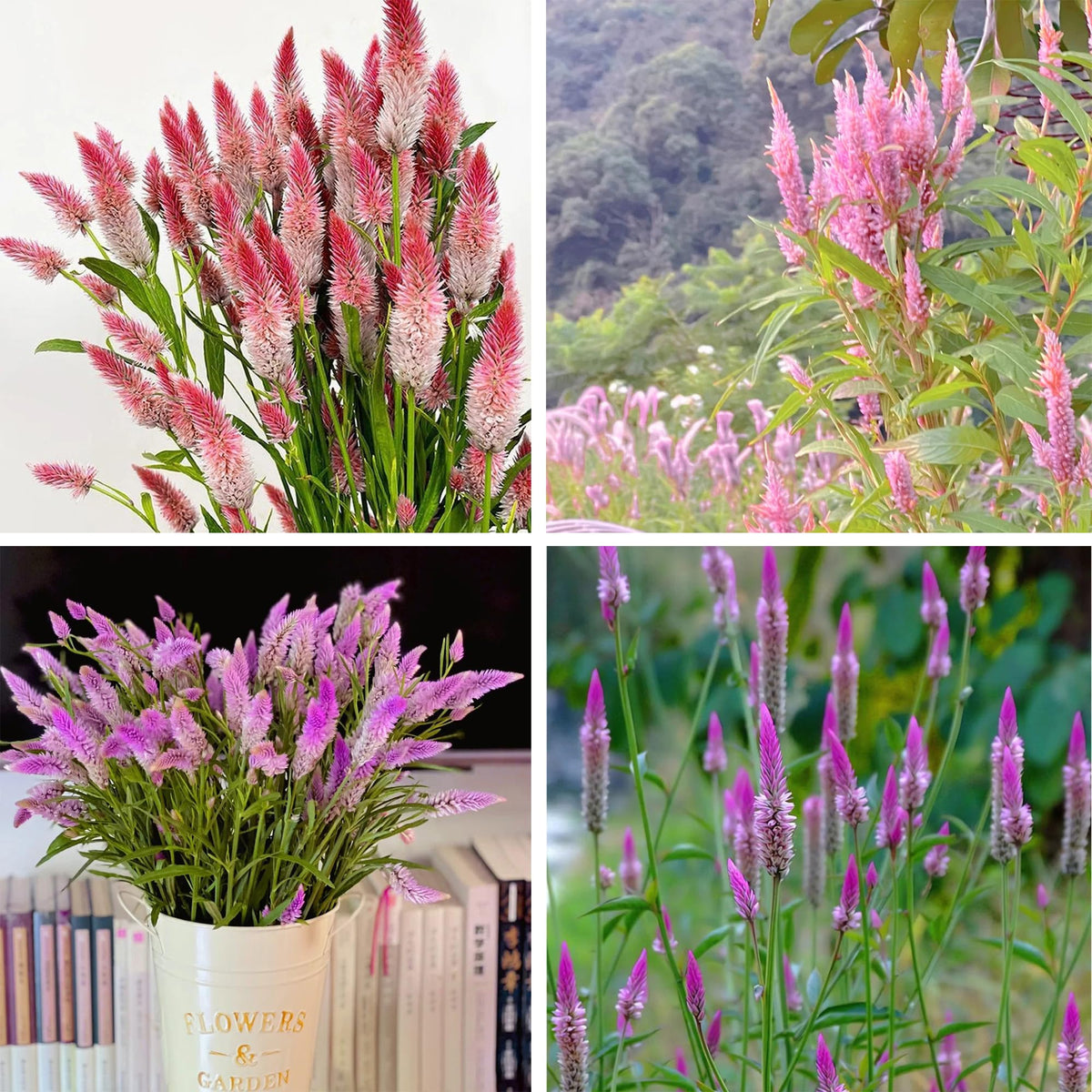 Generic Celosia seeds support fresh bouquets and dried arrangements.