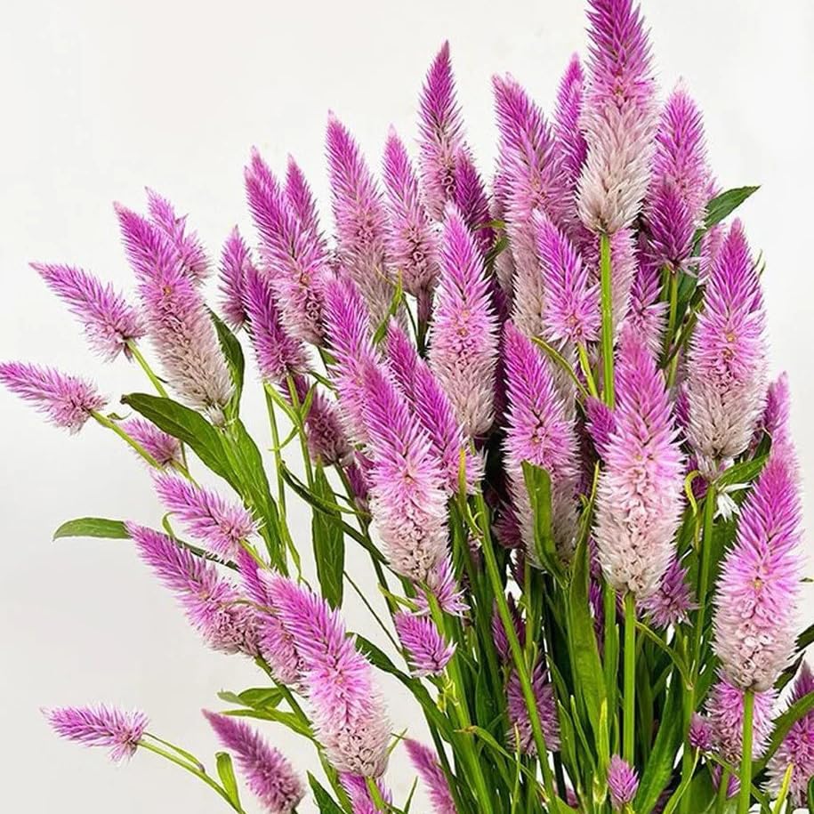 Generic Celosia seeds demonstrate heat-tolerant blooms in hot sun.