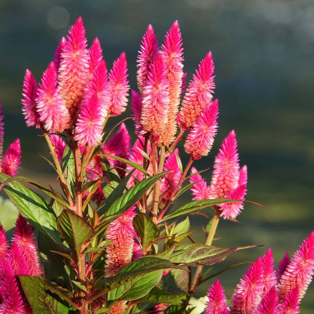 Generic Celosia seeds brighten outdoor planters with long-lasting color.