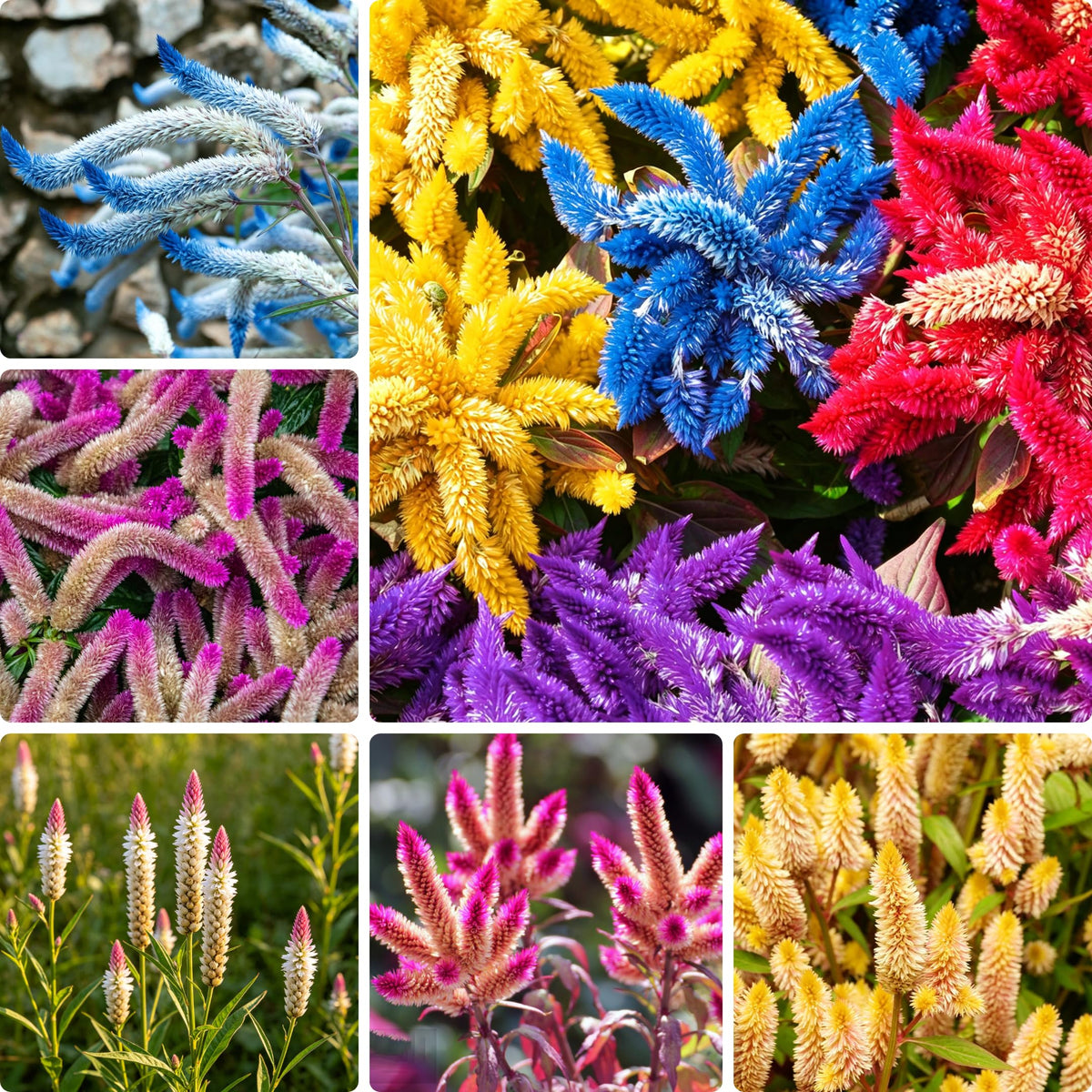Generic Celosia seeds show plume-like spikes for vibrant garden color.