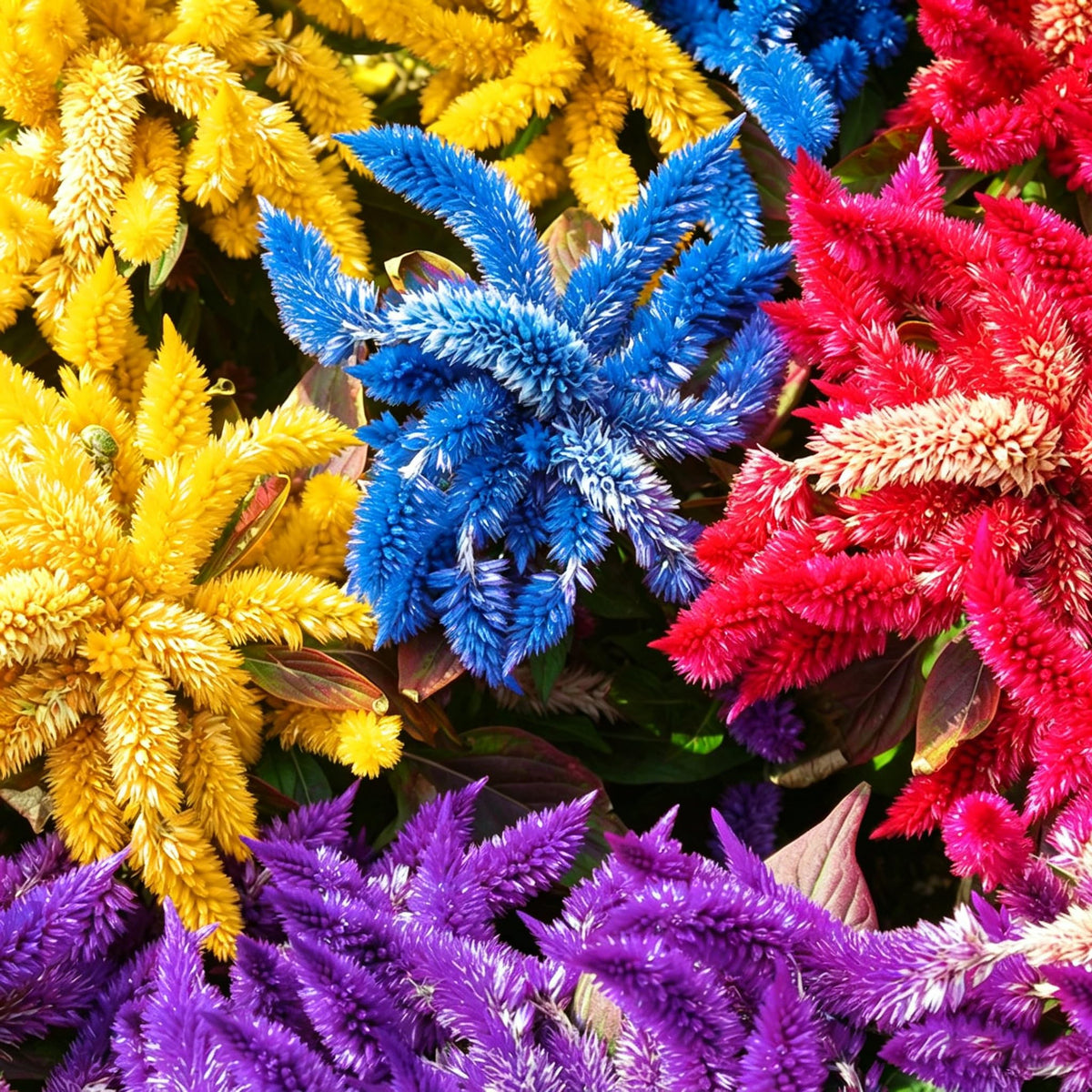 Generic Celosia seeds deliver summer-to-frost blooms for lasting color.