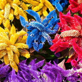 Generic Celosia seeds deliver summer-to-frost blooms for lasting color.