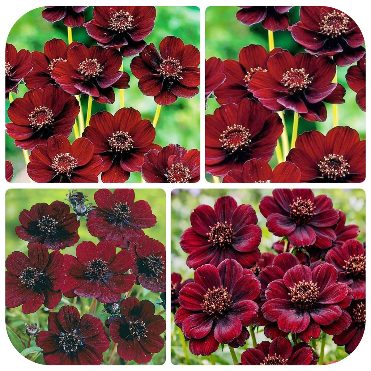 Generic chocolate cosmos bloom closeup showing deep red velvet petals