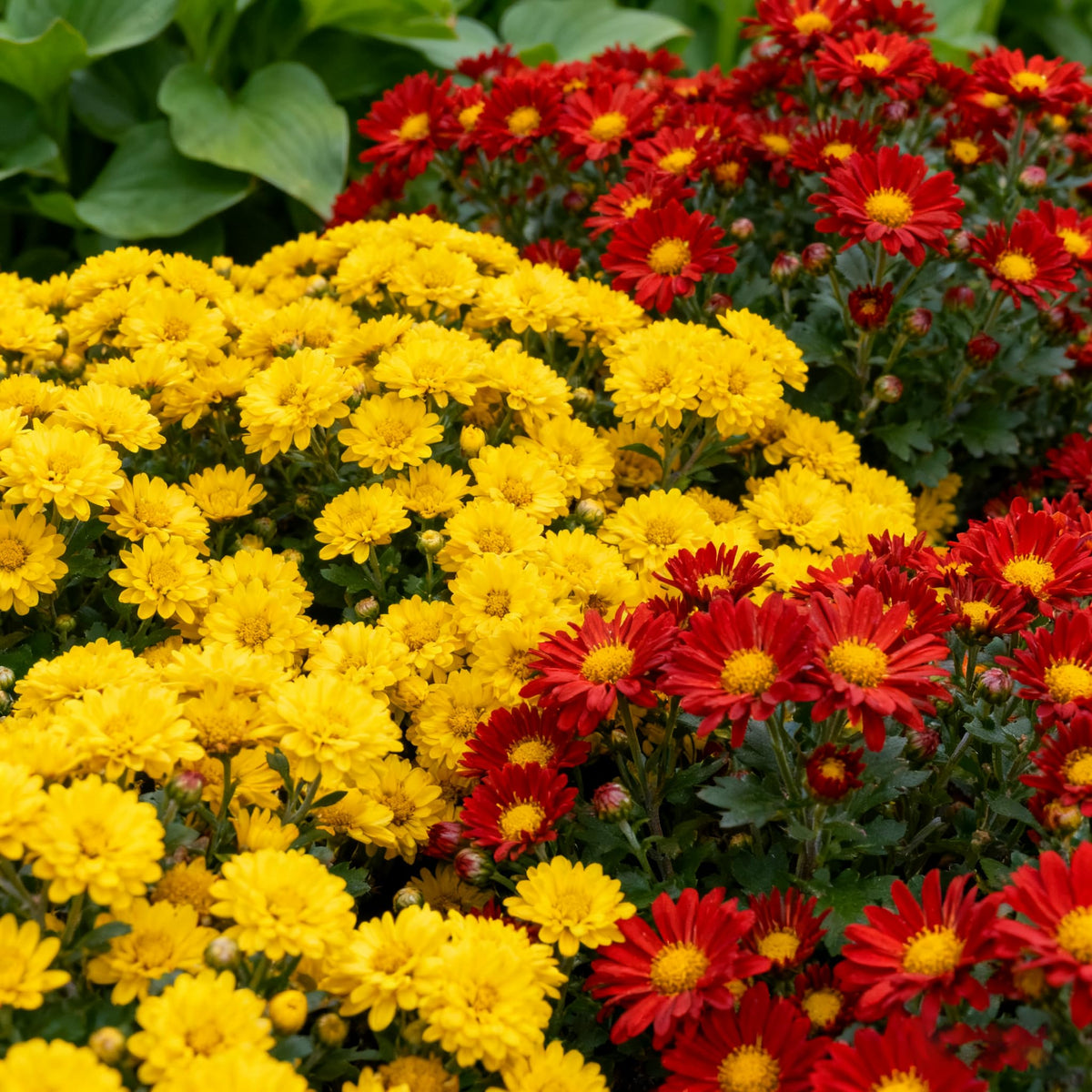 Generic chrysanthemums seeds show daisy-like blooms brightening borders and containers