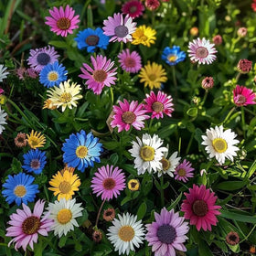Generic chrysanthemum seeds grow hardy spreading mats suitable for slopes