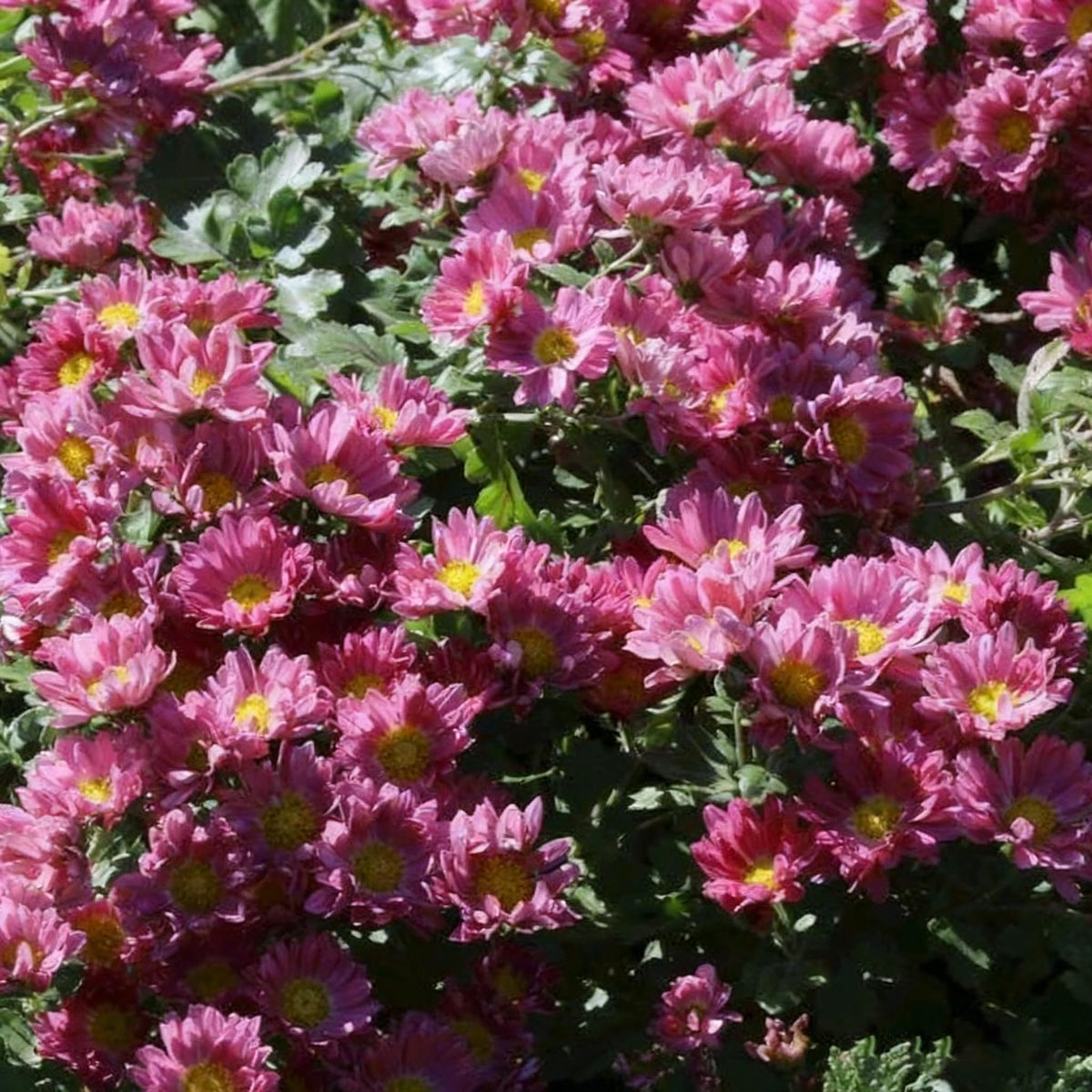 Generic ground-cover mums provide long-lasting color from late summer through frost
