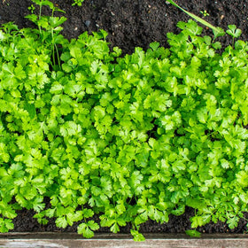 Generic cilantro leaves harvested for fresh, aromatic seasoning.