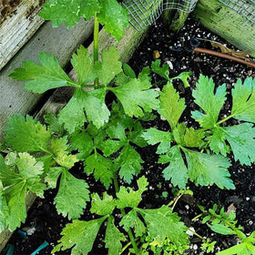Generic cilantro plants in garden show lush greens ready for harvest.